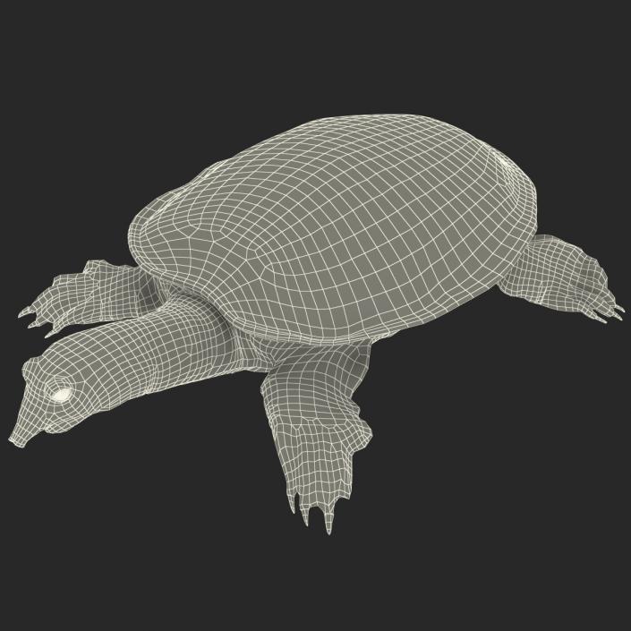 3D Chinese Softshell Turtle Rigged