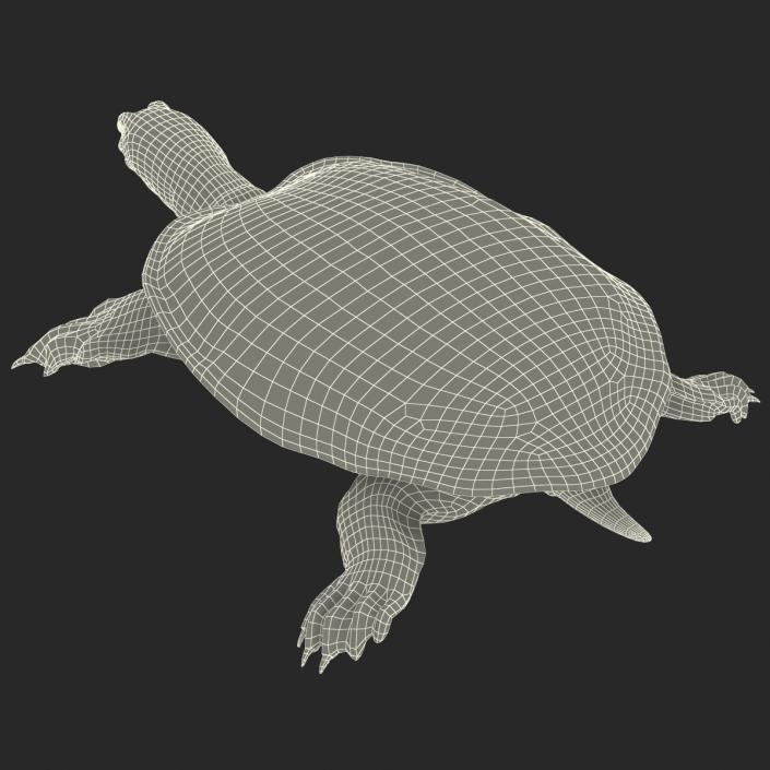 3D Chinese Softshell Turtle Rigged