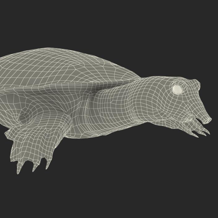 3D Chinese Softshell Turtle Rigged