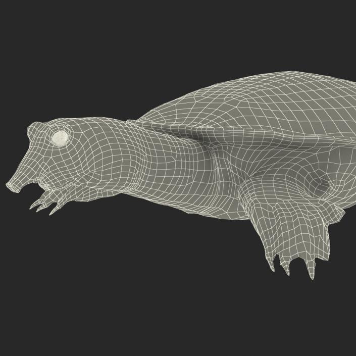 3D Chinese Softshell Turtle Rigged