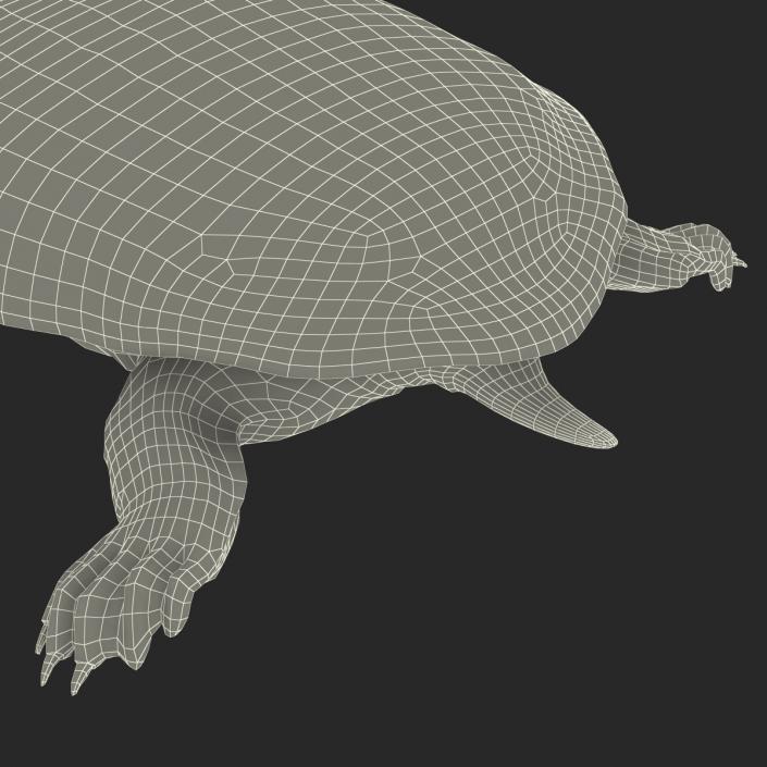 3D Chinese Softshell Turtle Rigged