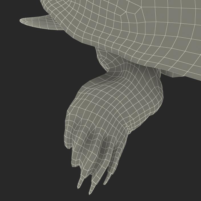 3D Chinese Softshell Turtle Rigged