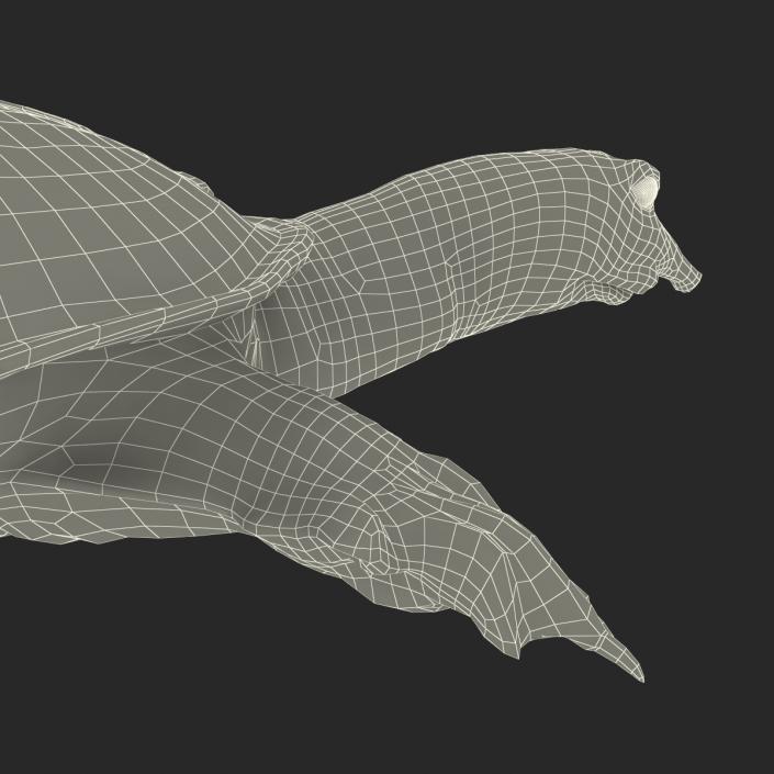 3D Chinese Softshell Turtle Rigged