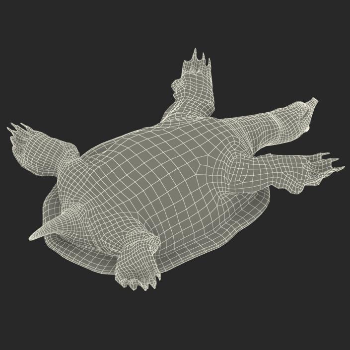 3D Chinese Softshell Turtle Rigged