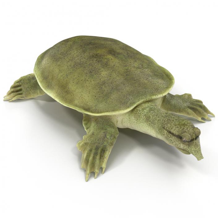 3D Chinese Softshell Turtle Rigged