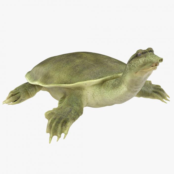 3D Chinese Softshell Turtle Rigged