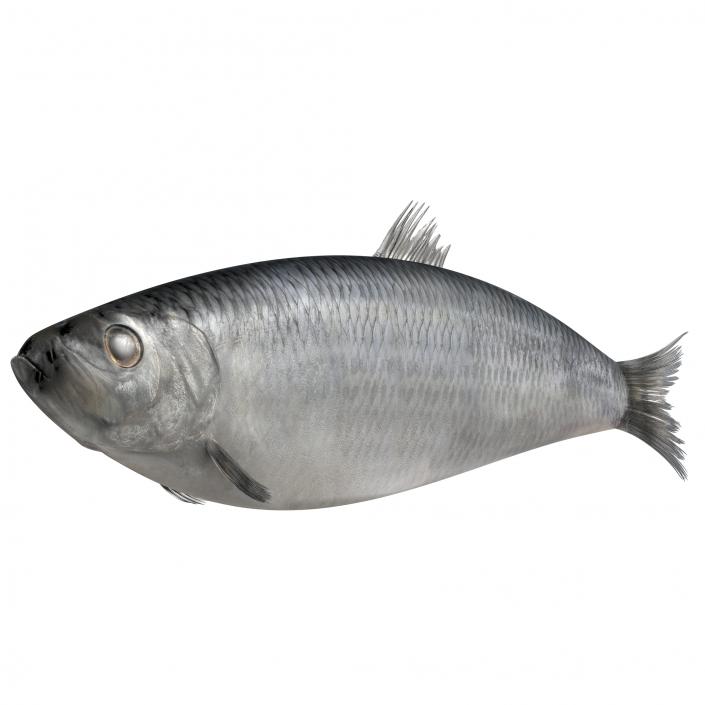 Herring Fish 3D