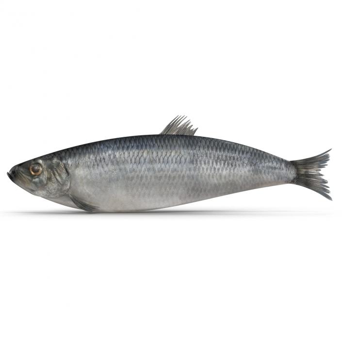 Herring Fish 3D