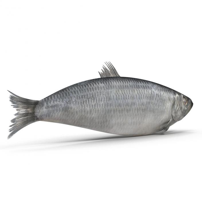 Herring Fish 3D