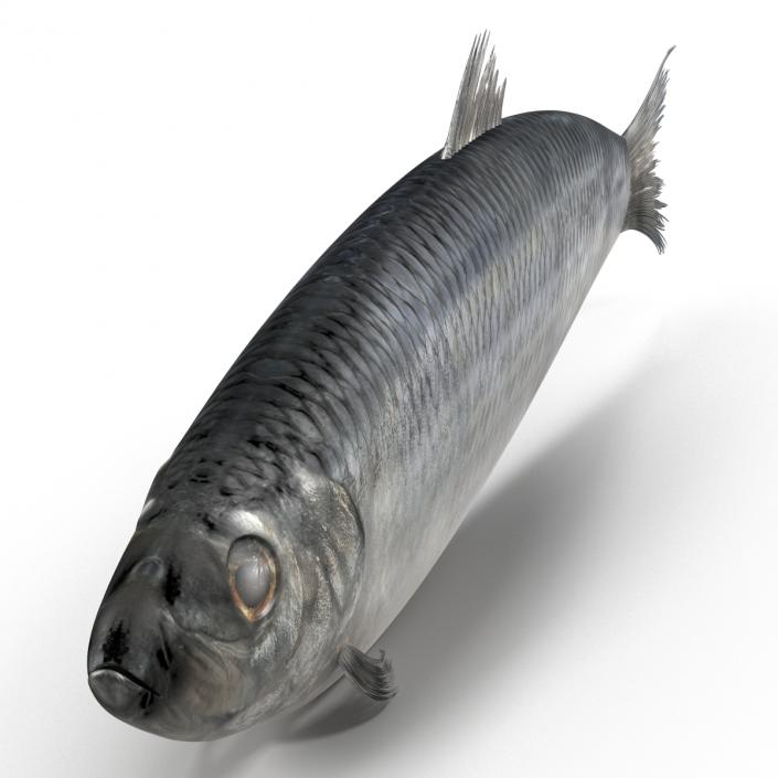 Herring Fish 3D