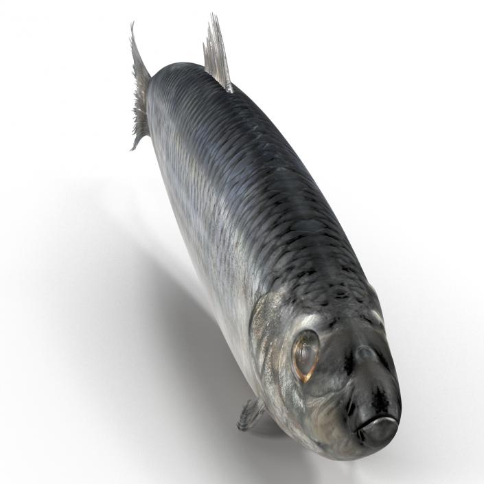 Herring Fish 3D