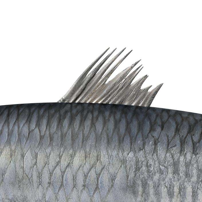 Herring Fish 3D