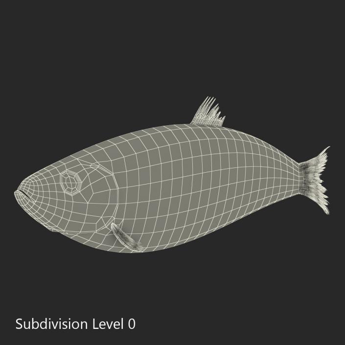 Herring Fish 3D