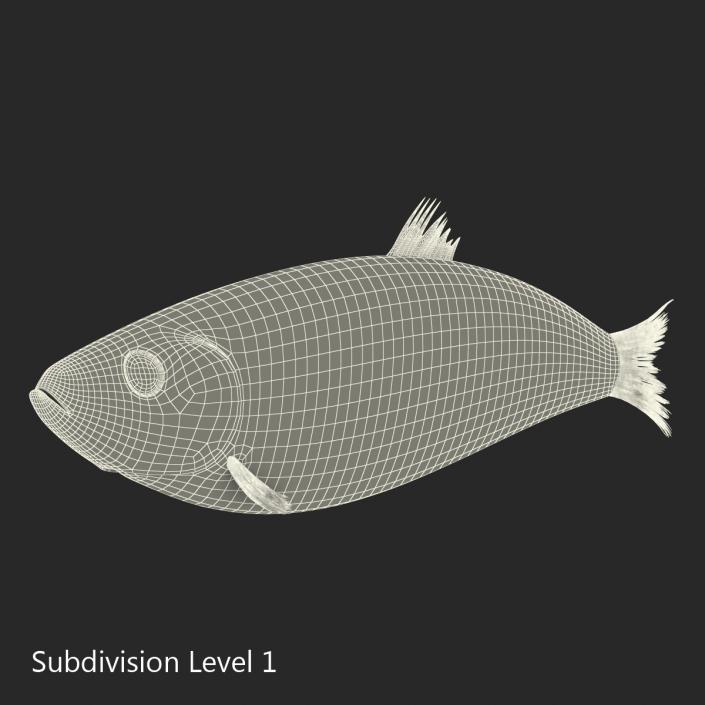 Herring Fish 3D