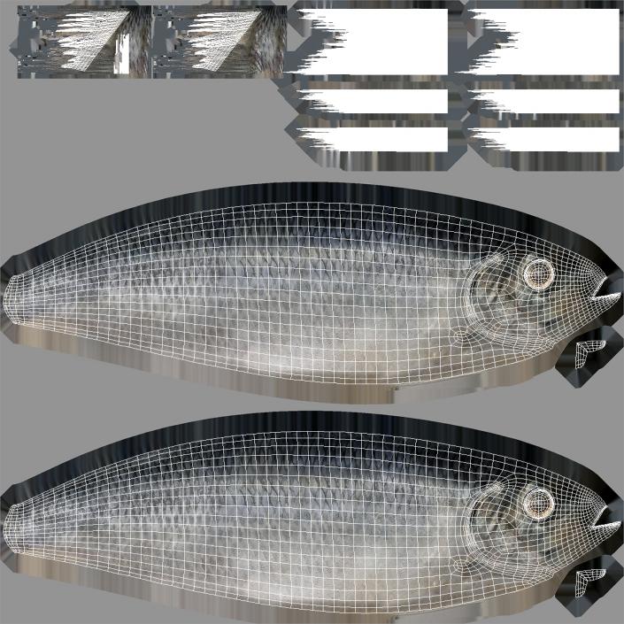 Herring Fish 3D