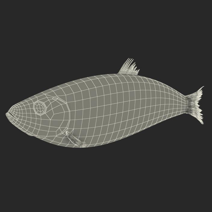 Herring Fish 3D