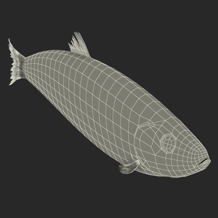 Herring Fish 3D