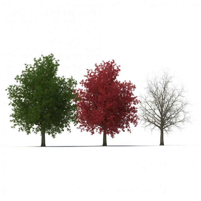 3D model Red Maple Tree 3D Models Collection