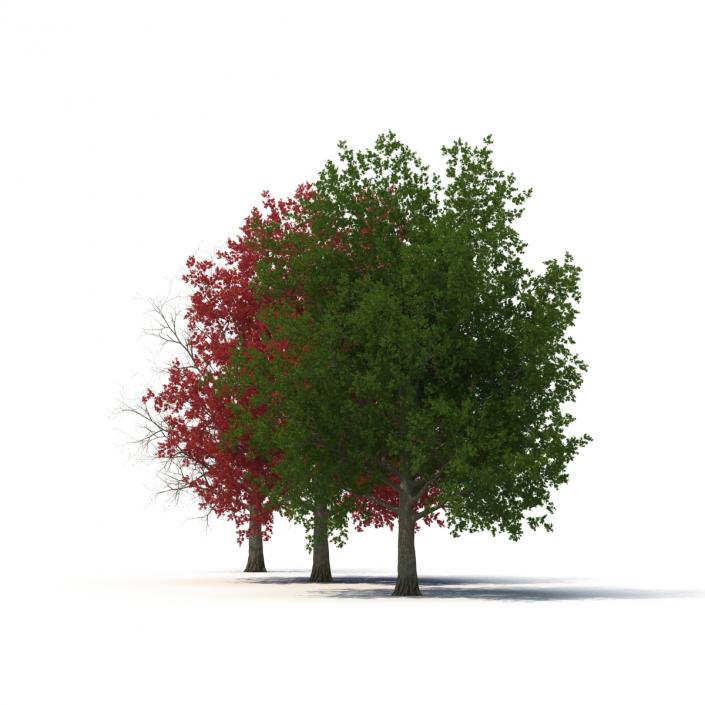 3D model Red Maple Tree 3D Models Collection