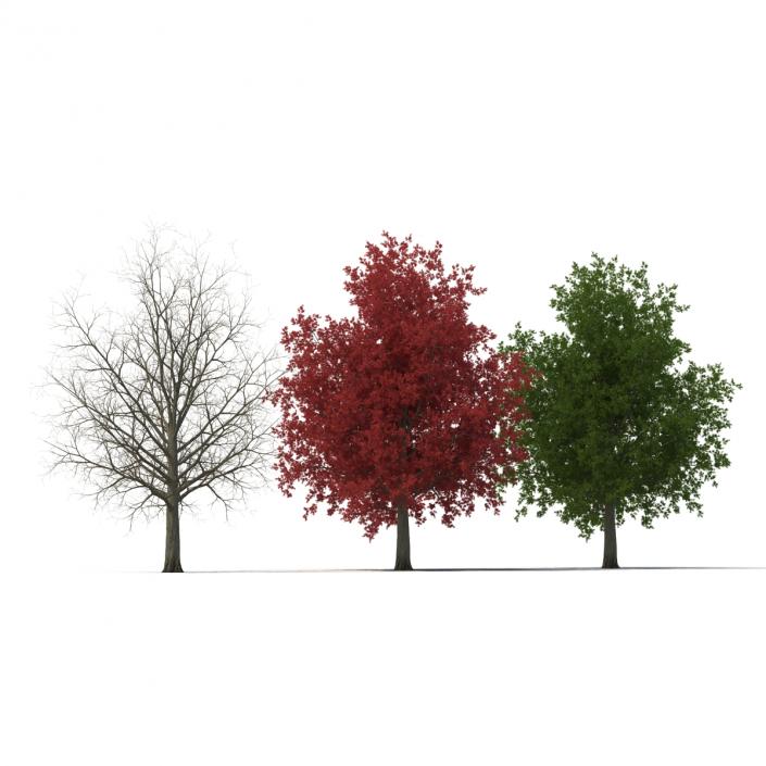 3D model Red Maple Tree 3D Models Collection