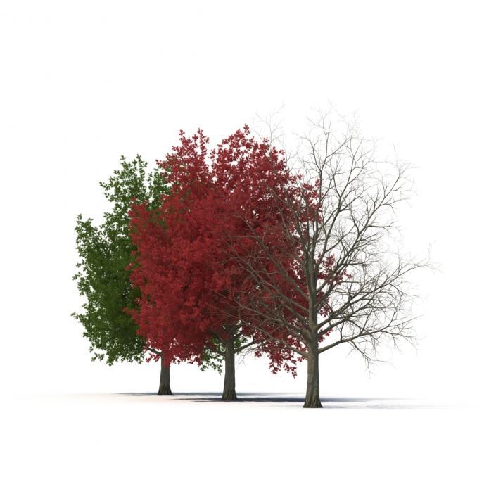 3D model Red Maple Tree 3D Models Collection