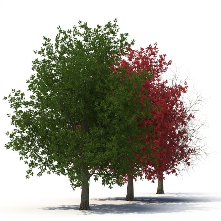 3D model Red Maple Tree 3D Models Collection