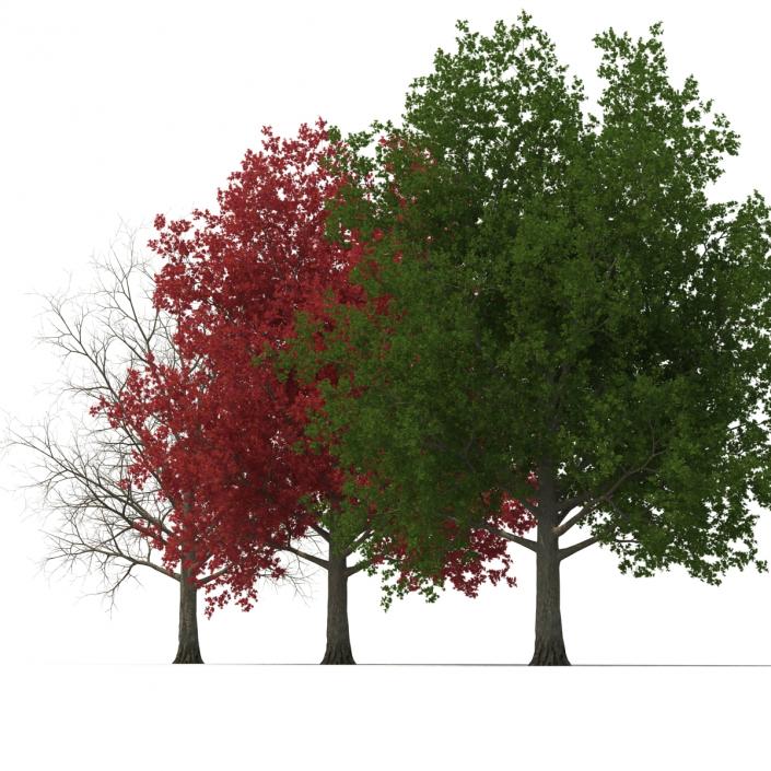 3D model Red Maple Tree 3D Models Collection