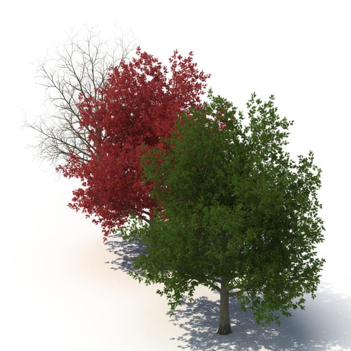 3D model Red Maple Tree 3D Models Collection