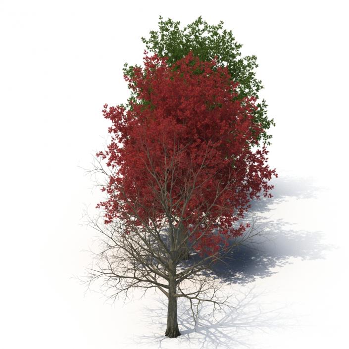 3D model Red Maple Tree 3D Models Collection