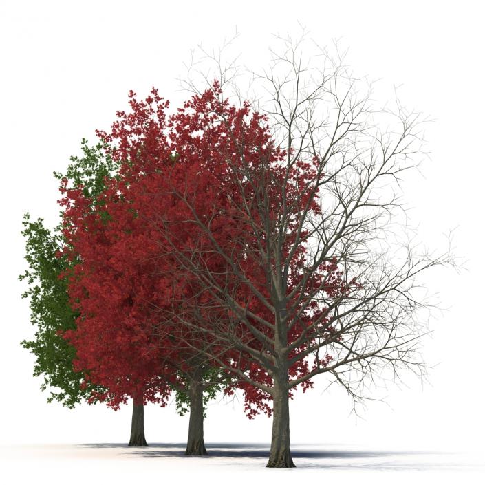 3D model Red Maple Tree 3D Models Collection