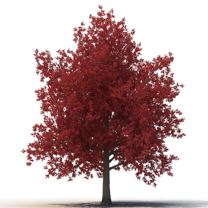 3D model Red Maple Tree 3D Models Collection