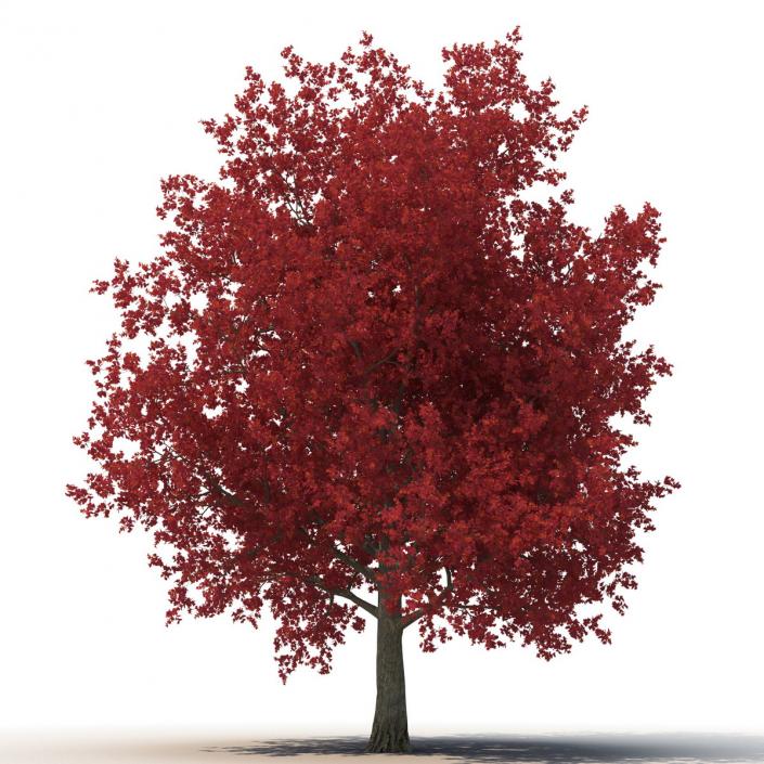 3D model Red Maple Tree 3D Models Collection