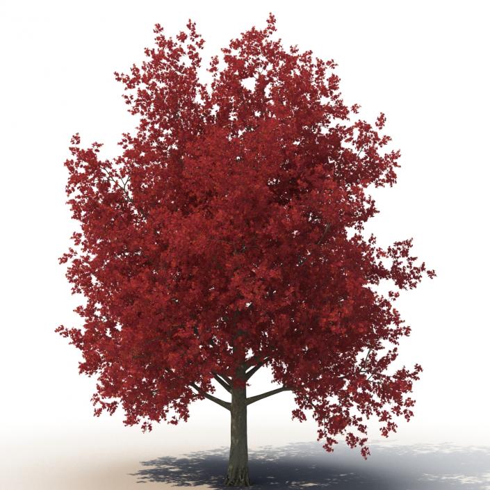 3D model Red Maple Tree 3D Models Collection