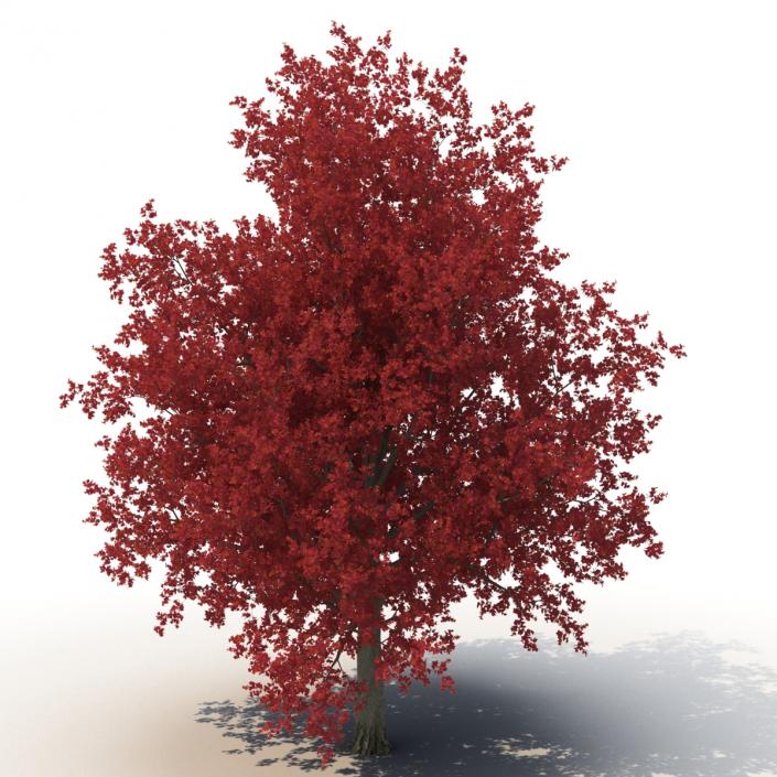 3D model Red Maple Tree 3D Models Collection