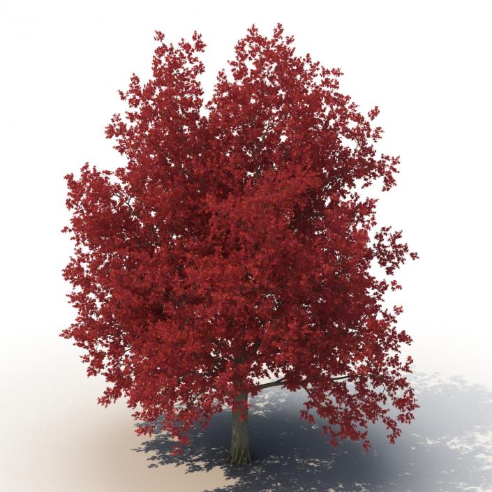 3D model Red Maple Tree 3D Models Collection