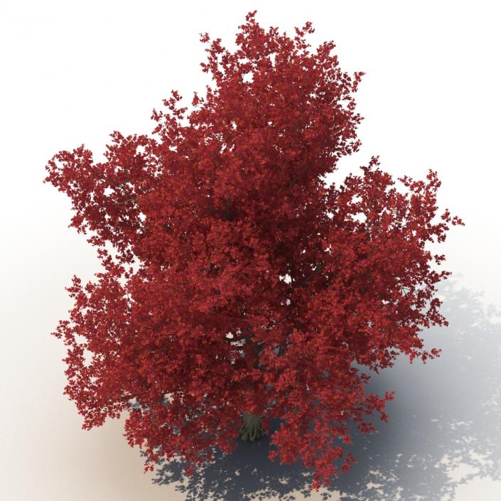 3D model Red Maple Tree 3D Models Collection