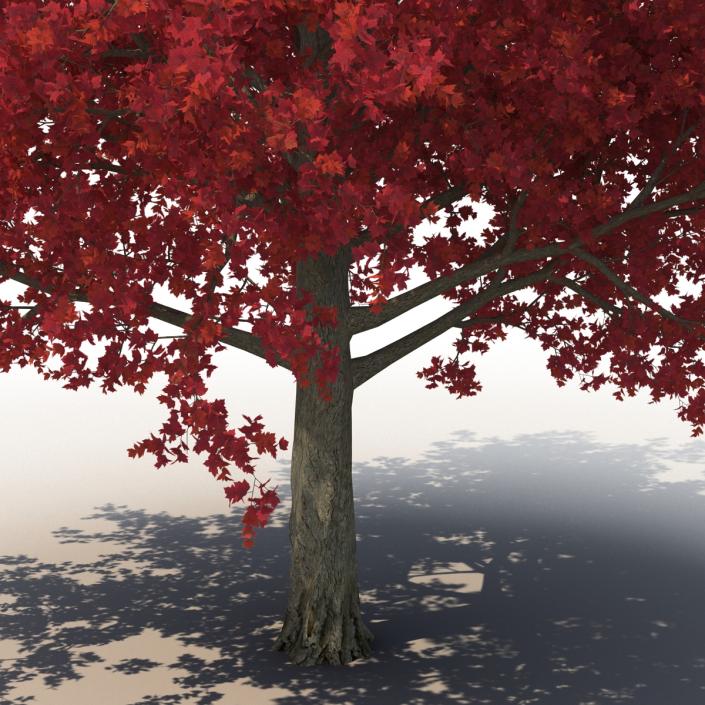 3D model Red Maple Tree 3D Models Collection