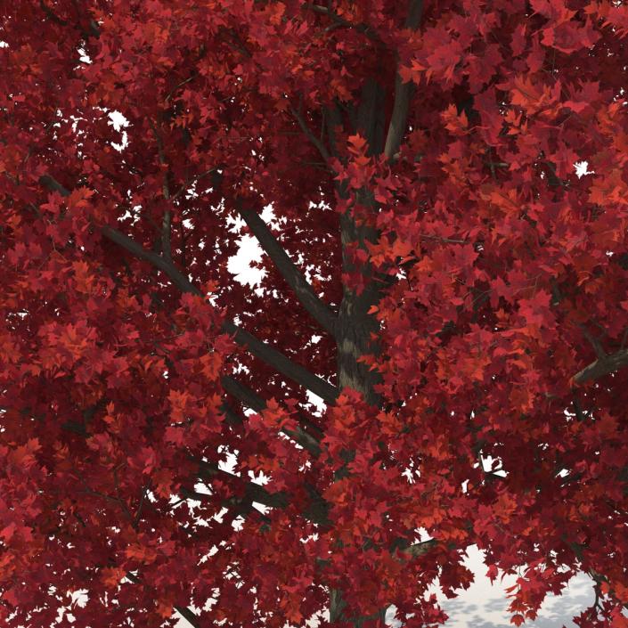 3D model Red Maple Tree 3D Models Collection