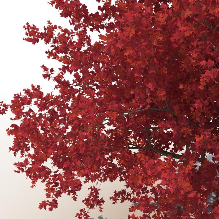 3D model Red Maple Tree 3D Models Collection