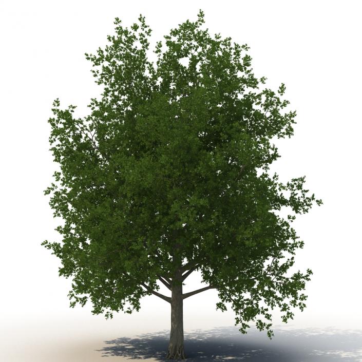 3D model Red Maple Tree 3D Models Collection