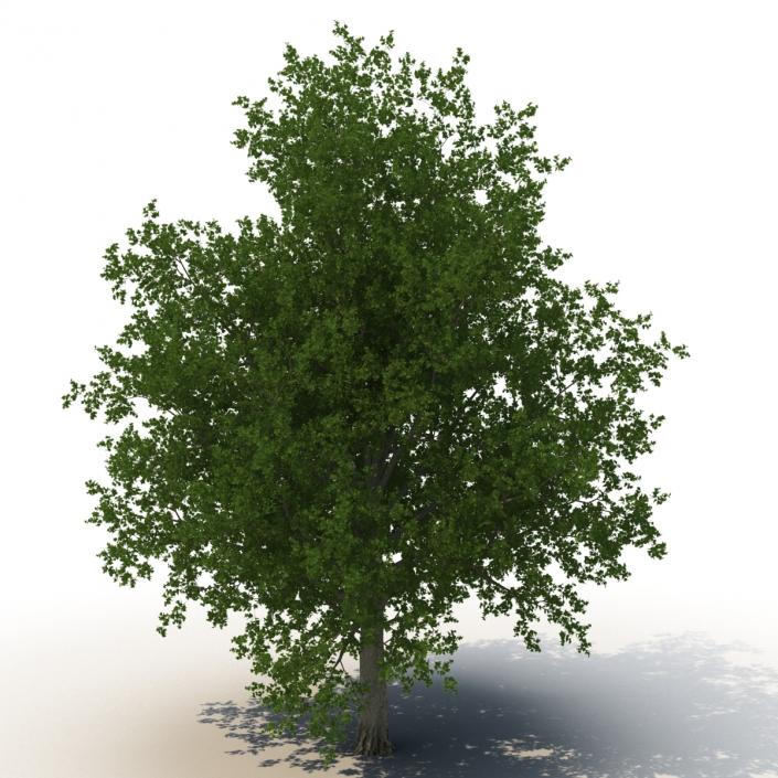 3D model Red Maple Tree 3D Models Collection