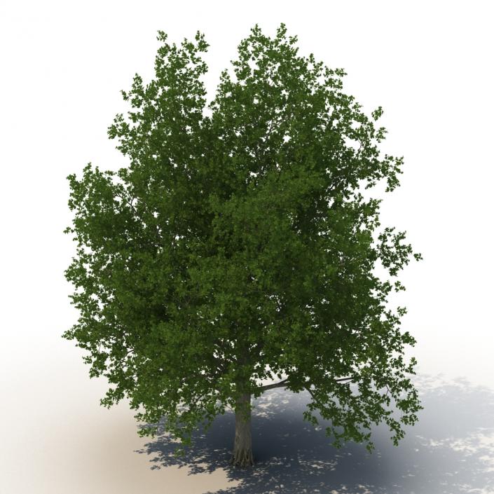 3D model Red Maple Tree 3D Models Collection