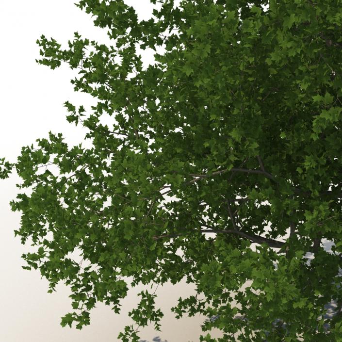 3D model Red Maple Tree 3D Models Collection