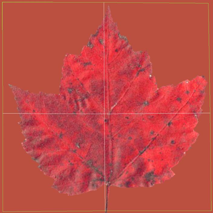 3D model Red Maple Tree 3D Models Collection