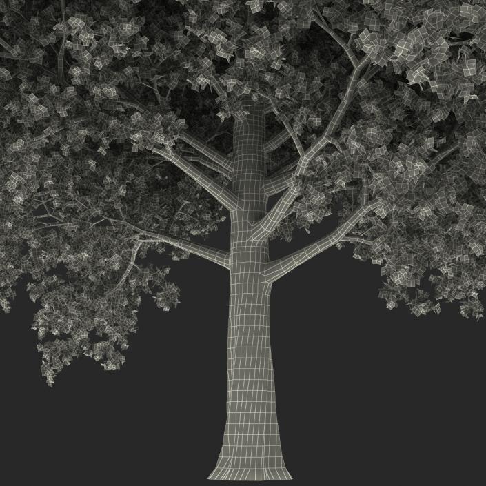 3D model Red Maple Tree 3D Models Collection