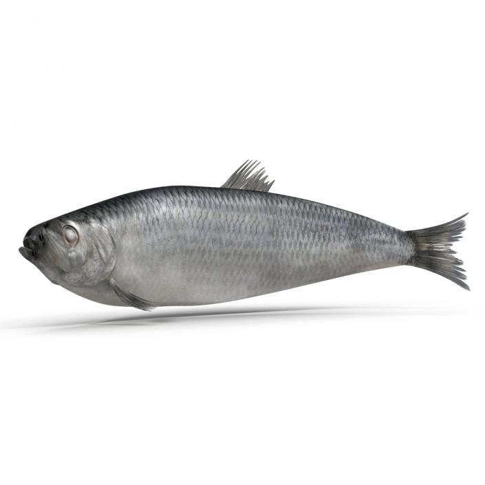 Herring Fish Rigged 3D model