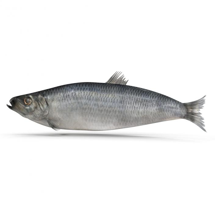 Herring Fish Rigged 3D model