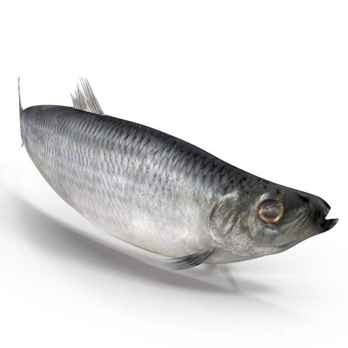 Herring Fish Rigged 3D model