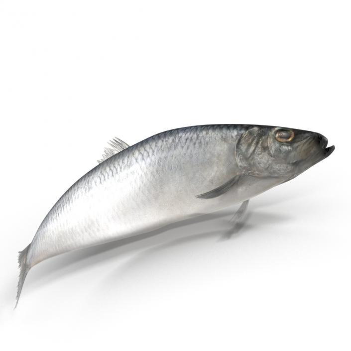 Herring Fish Rigged 3D model