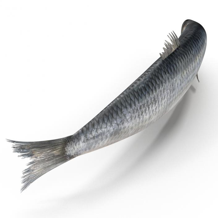 Herring Fish Rigged 3D model